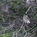 Perlkauz / Pearl-spotted owlet